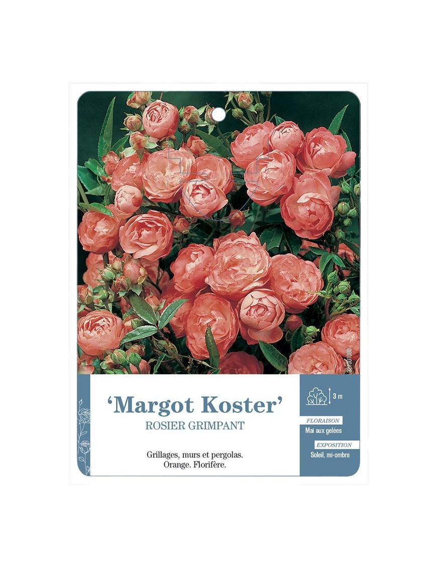 Margot Koster Rosier grimpant