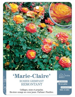 Marie-Claire Rosier grimpant