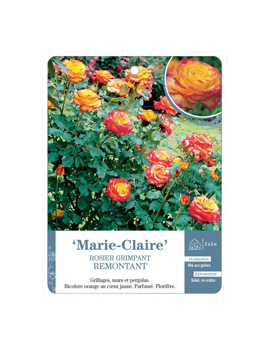 Marie-Claire Rosier grimpant