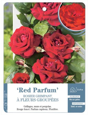 Red Parfum Rosier grimpant