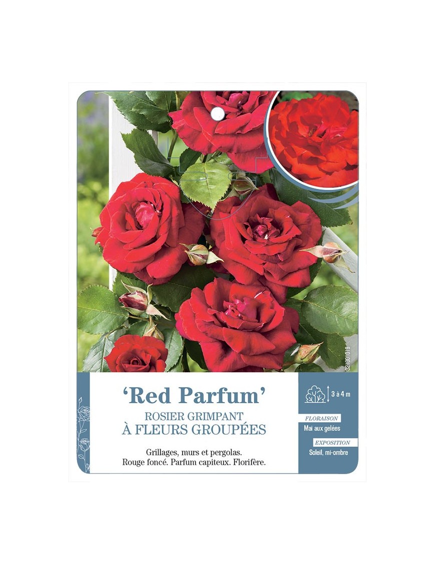 Red Parfum Rosier grimpant