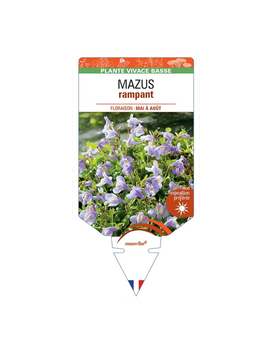 MAZUS (reptans) rampant