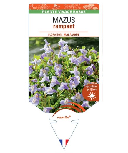 MAZUS (reptans) rampant
