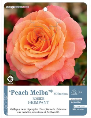 Peach Melba® KORmelpea Rosier grimpant