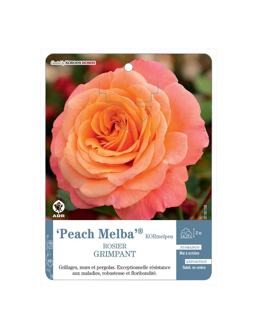 Peach Melba® KORmelpea Rosier grimpant