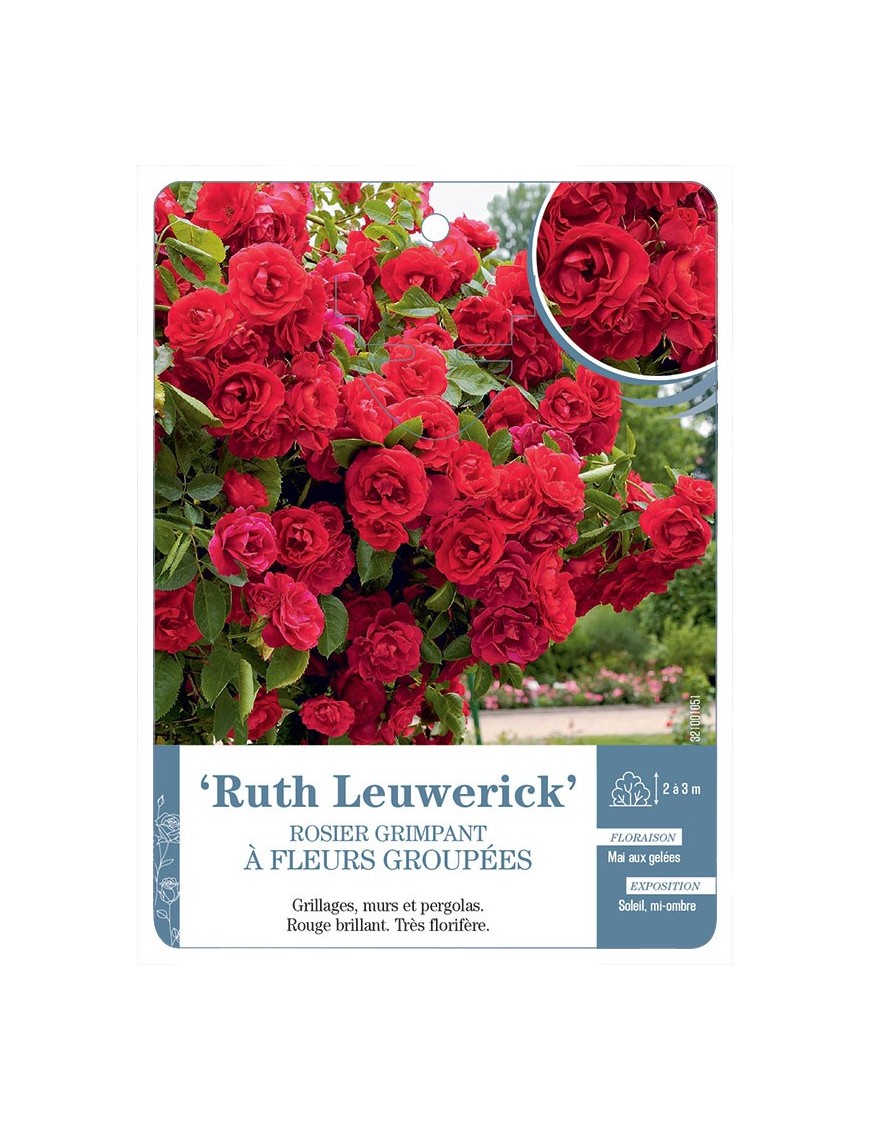 Ruth Leuwerick Rosier grimpant