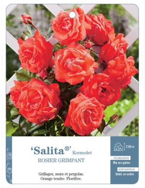 Salita® Kormolet Rosier grimpant