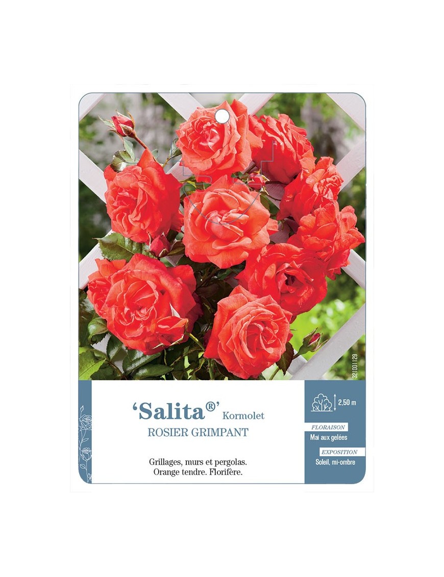 Salita® Kormolet Rosier grimpant