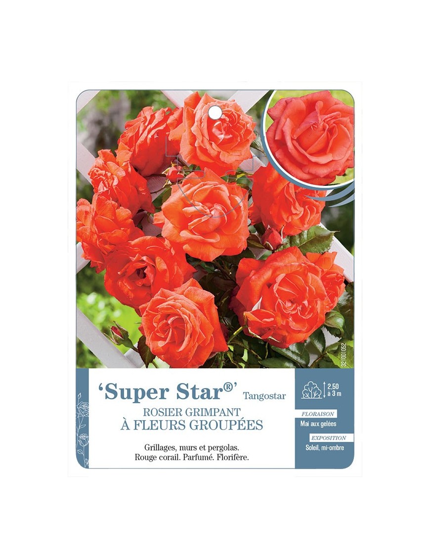 Super Star® Tangostar Rosier grimpant