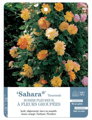 Sahara® Tanarasah Rosier pleureur