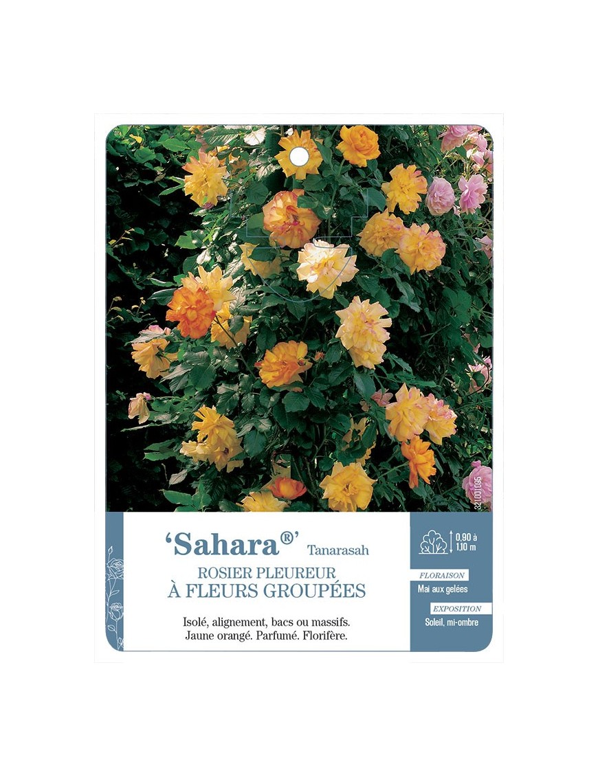 Sahara® Tanarasah Rosier pleureur