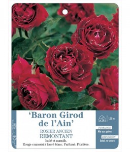 Baron Girod de l'Ain Rosier ancien