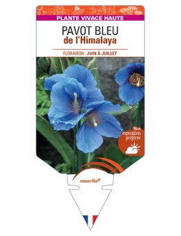 MECONOPSIS BETONICIFOLIA voir Pavot de l'Himalaya