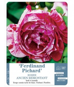 Ferdinand Pichard Rosier ancien