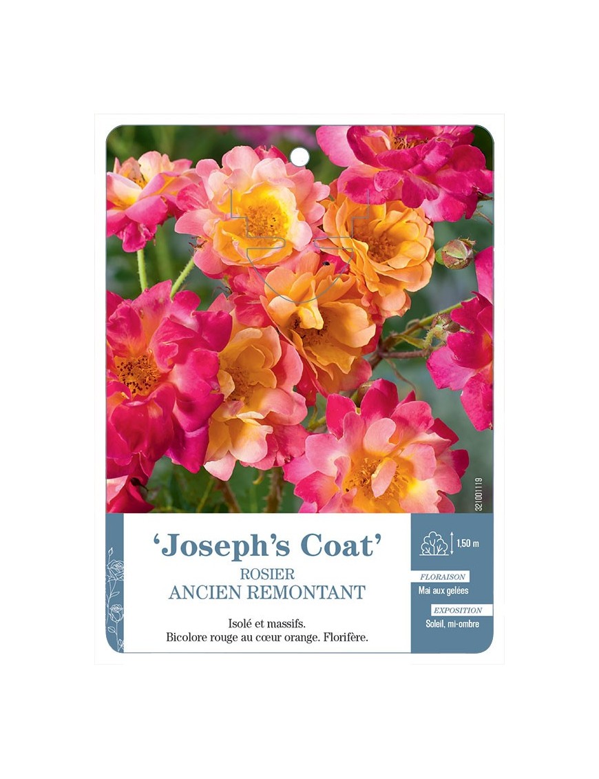 Joseph's Coat Rosier ancien