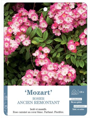 Mozart Rosier ancien