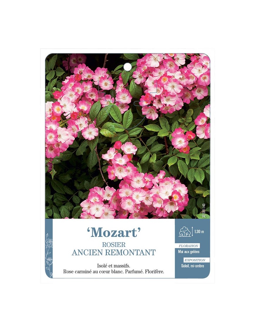 Mozart Rosier ancien