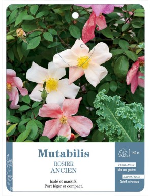 Mutabilis Rosier ancien