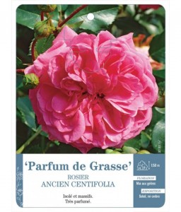 centifolia Parfum de Grasse Rosier ancien