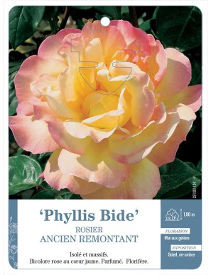 Phyllis Bide Rosier ancien