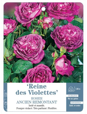 Reine des Violettes Rosier ancien