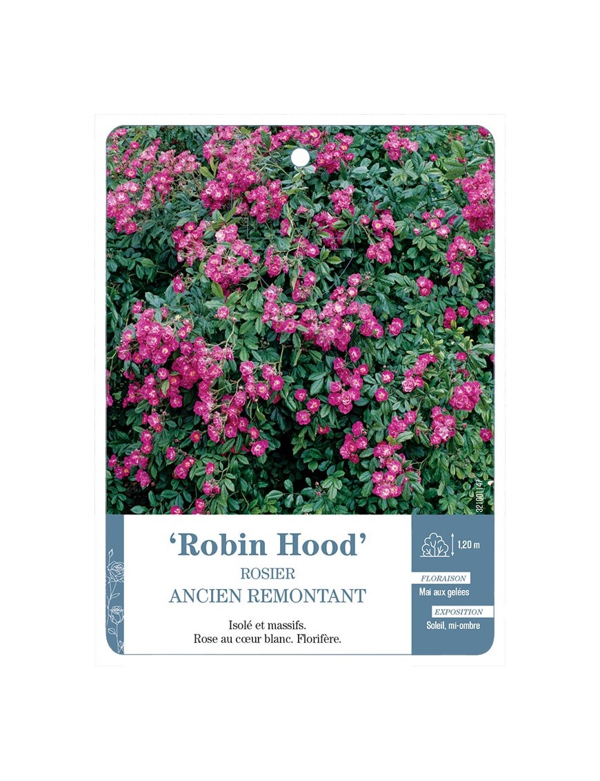 Robin Hood Rosier ancien