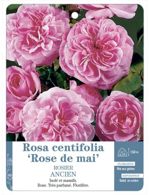 Rosa x centifolia Rose de mai Rosier ancien