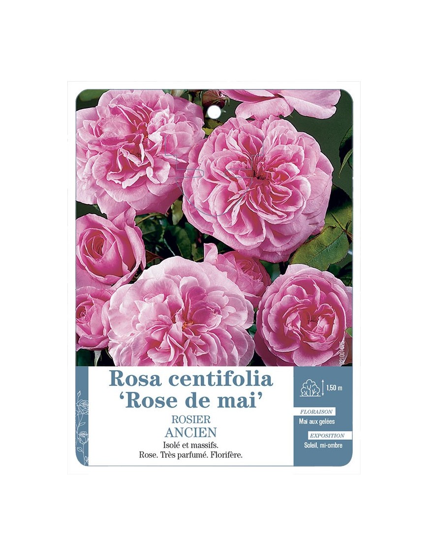 Rosa x centifolia Rose de mai Rosier ancien