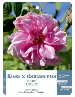 Rosa x damascena Rosier ancien