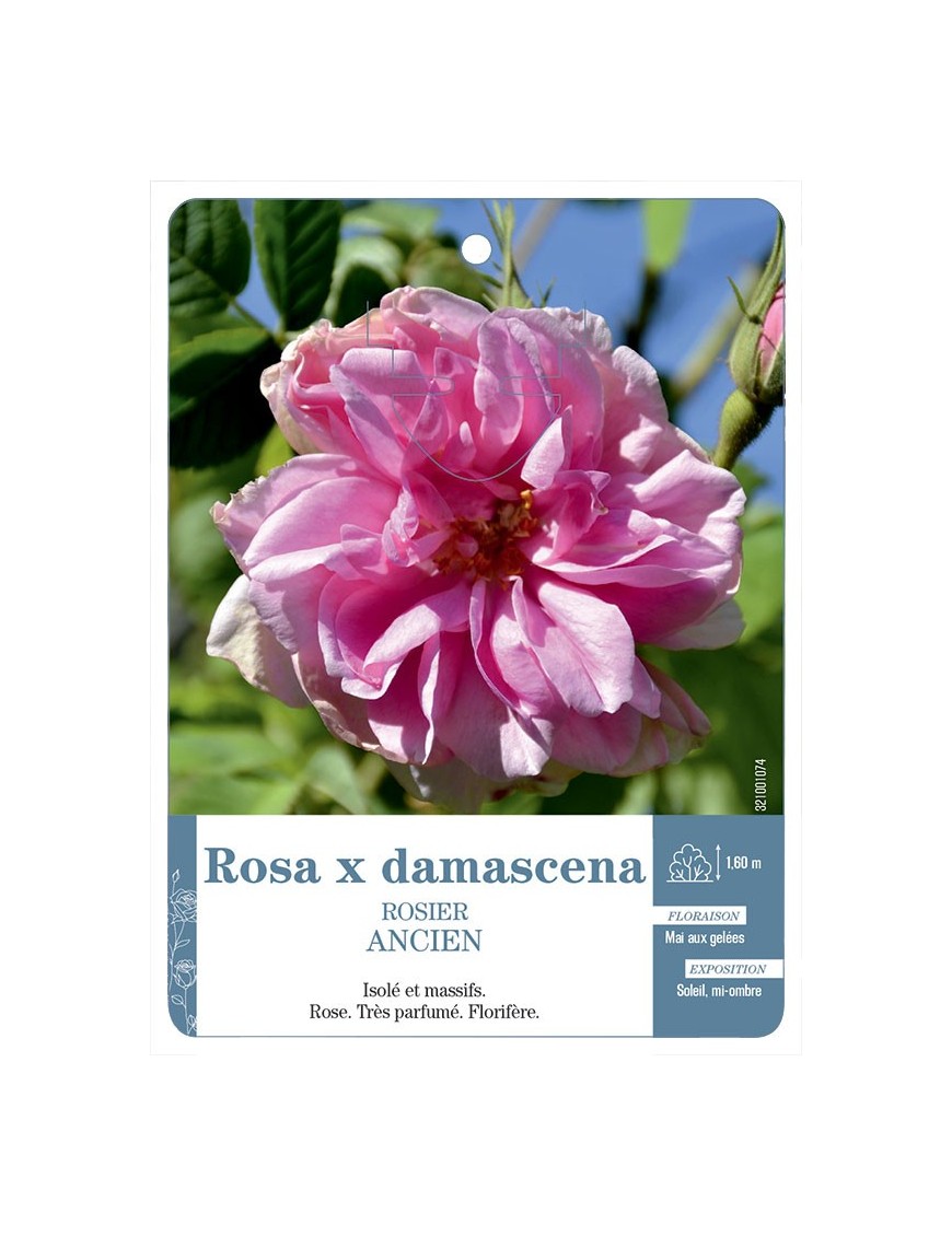 Rosa x damascena Rosier ancien