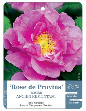 Rose de Provins Rosier ancien