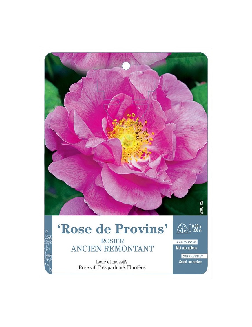 Rose de Provins Rosier ancien