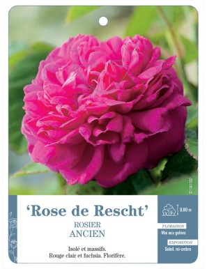 Rose de Rescht Rosier ancien