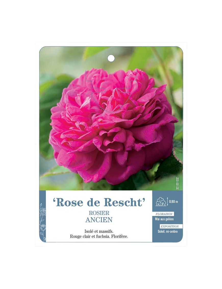 Rose de Rescht Rosier ancien