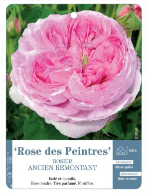 Rose des Peintres Rosier ancien