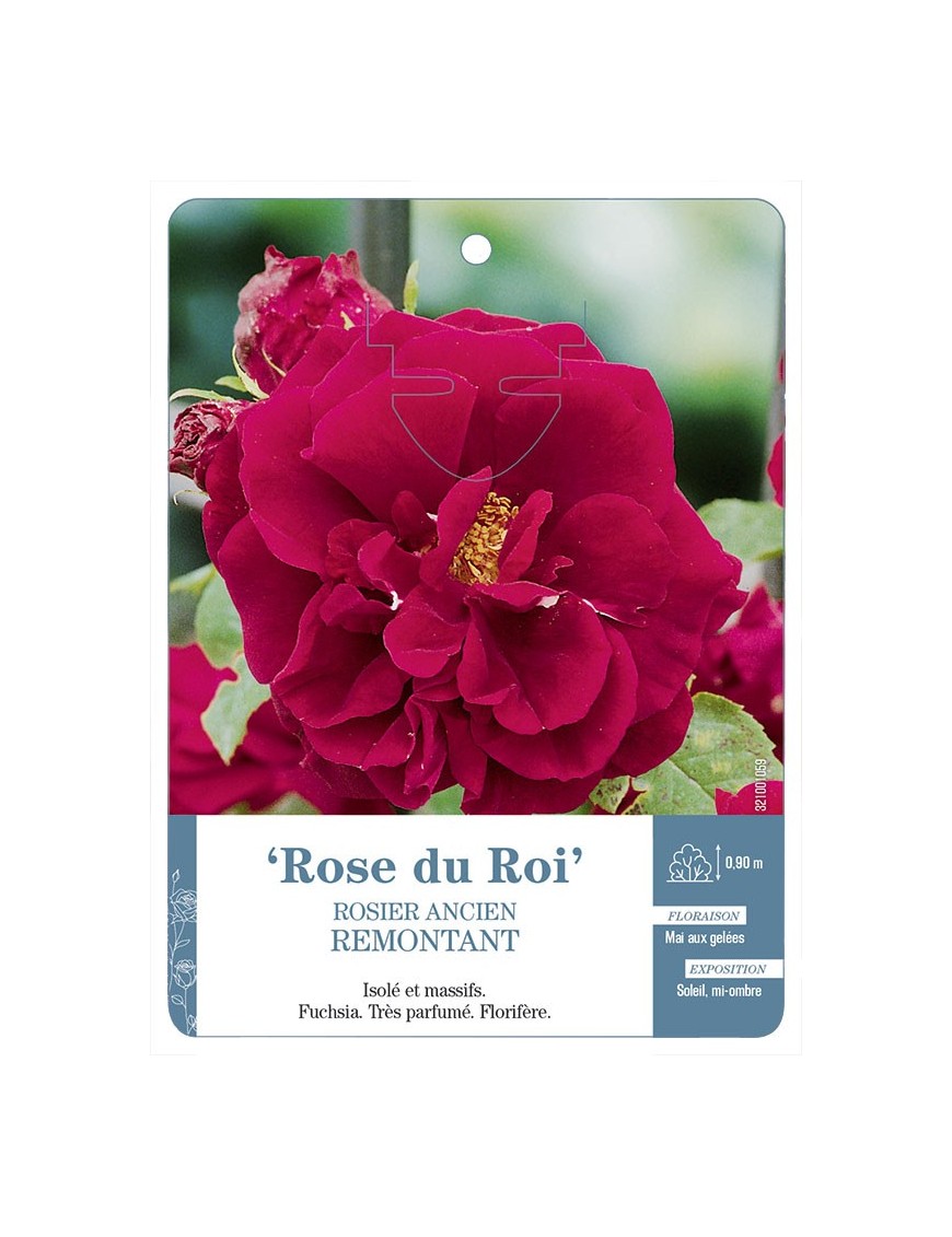 Rose du Roi Rosier ancien