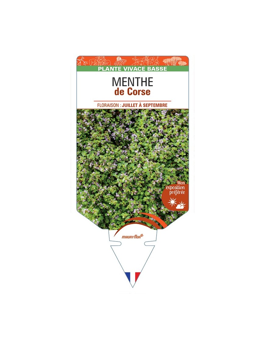 MENTHA requienii voir MENTHE de Corse