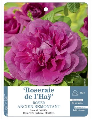 Roseraie de l'Haÿ Rosier ancien