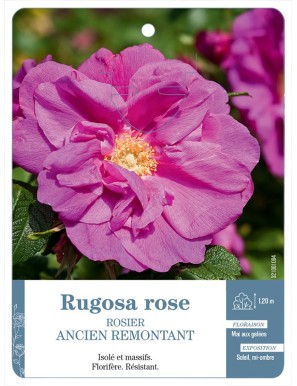 Rugosa rose Rosier ancien