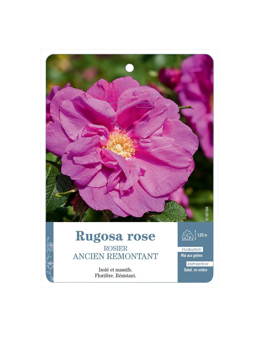 Rugosa rose Rosier ancien