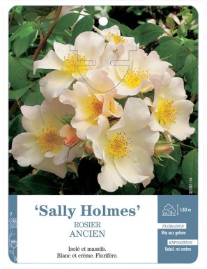 Sally Holmes Rosier ancien