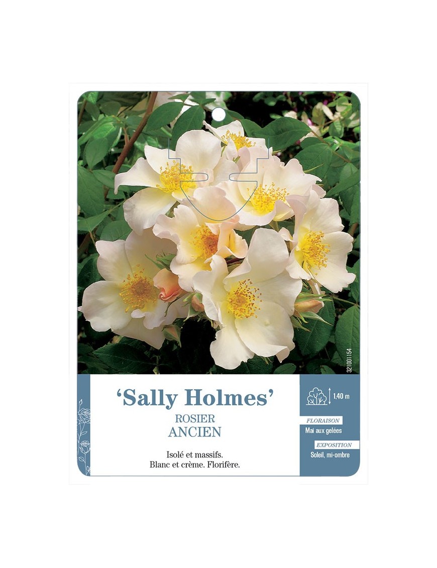 Sally Holmes Rosier ancien