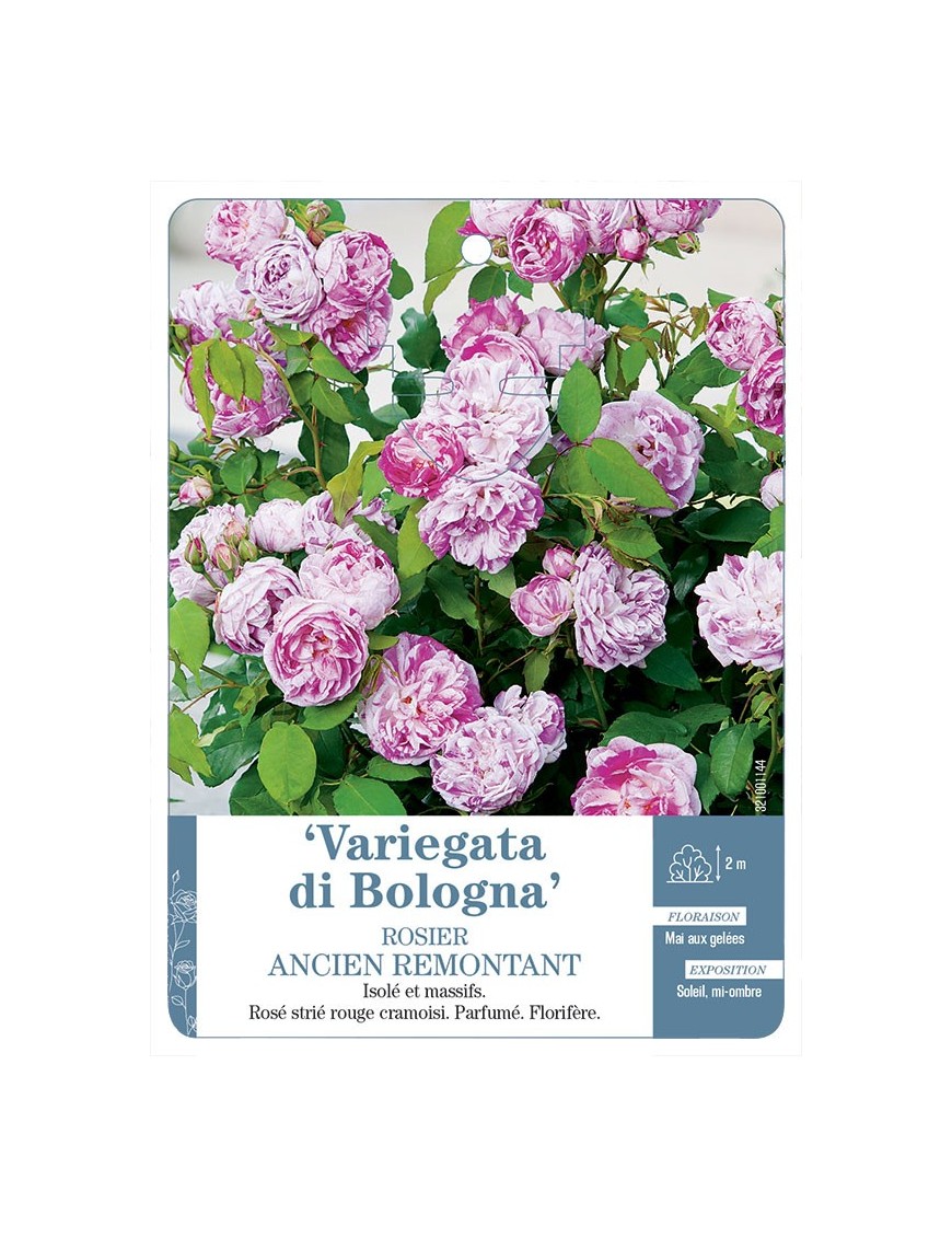 Variegata di Bologna Rosier ancien