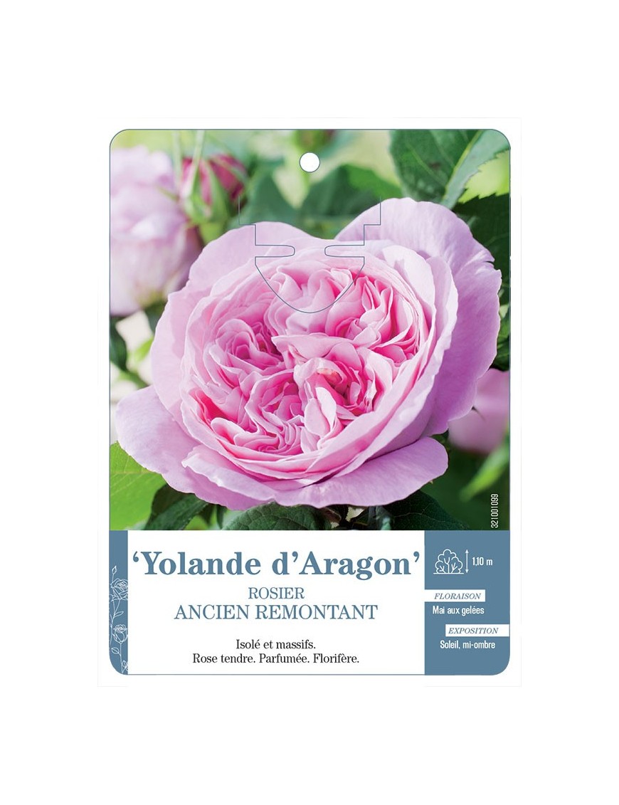 Yolande d'Aragon Rosier ancien