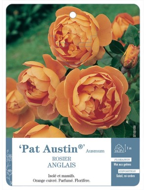 Pat Austin® Ausmum Rosier ancien