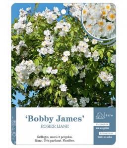 Bobby James Rosier liane