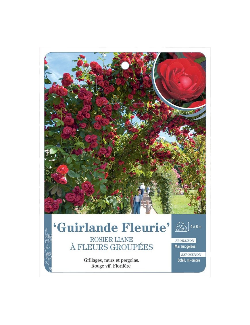 Guirlande Fleurie Rosier liane