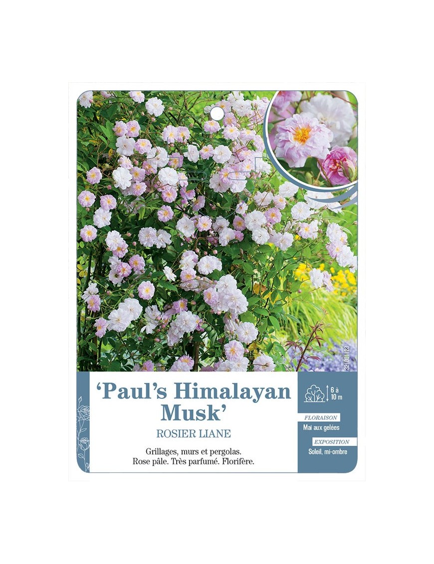 Paul's Himalayan Musk Rosier liane