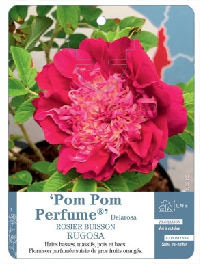 Rosier rugosa Pom Pom Perfume® Delarosa