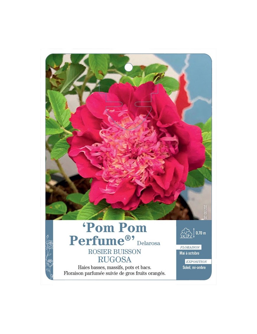 Rosier rugosa Pom Pom Perfume® Delarosa